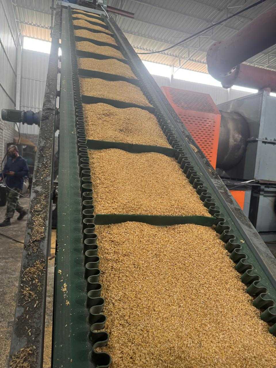 Real photograph of rice husk on cleated conveyor feeding into the pyrolysis reactor in Odisha